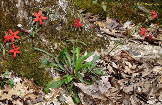 {Silene virginica}
